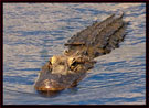 American alligator. Credit: Kirk Rogers, USFWS