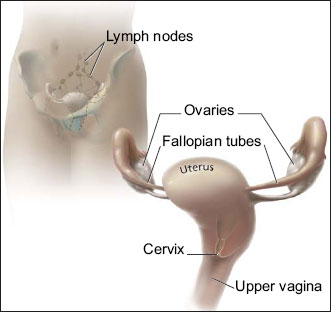 This picture shows the cervix and nearby organs.