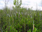 photo of plot 7 with top killed by Laguncularia