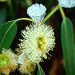 Eucalyptus oil