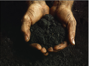 Photograph: Hands holding dark rich soil.  Credit: Smithsonian "Dig It: Secrets of Soil" online exhibit.