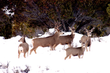 Photograph: Deer family in the snow. Taken by Kreig Rasmussen.