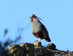 Photograph: Quail perched on a rock.  Blue sky background.  Photograph by Dr. Weihong Ji at Tahoe NF, Bear Trap Meadows.  Find A Photo.