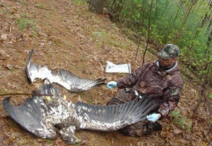 Service special agent examines carcasses of an immature bald eagle and an osprey during an investigation of bird shootings on private hatchery property. USFWS photo.