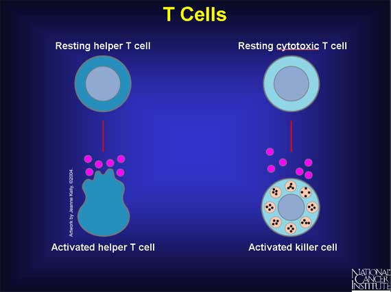 T Cells