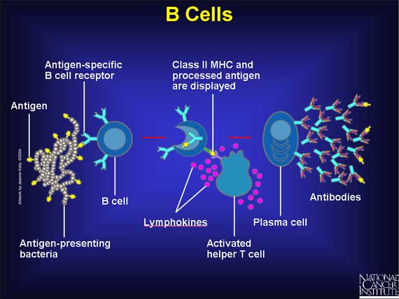 B Cells