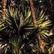 Palma enana americana
