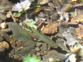 Photo of a brook trout