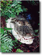 photo of an alligator's head