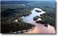 aerial view of mangrove stands