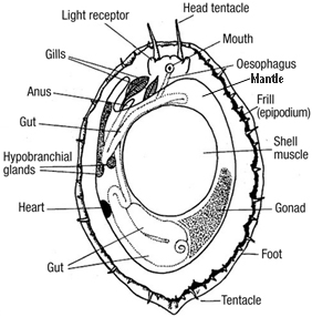 black abalone anatomy