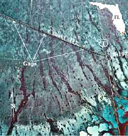 aerial photograph of portion of canal C-111 drainage basin, showing gaps cut in spoil mound