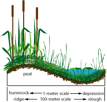 cross section illustrating surface topography
