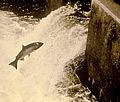 [Photograph]; Salmon leaping over obstacle as it makes its way upstream.