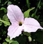 Trillium flower