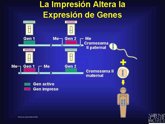 La Impresión Altera la Expresión de Genes