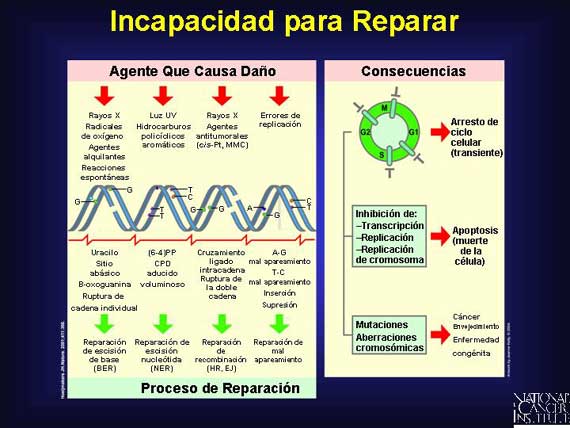 Incapacidad para Reparar