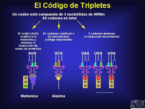 El Código de Tripletes