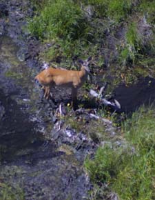 photo: Deer in stream.
