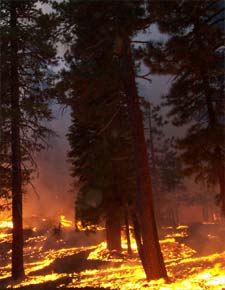 photo: Prescribed Fire in coniferous forest.