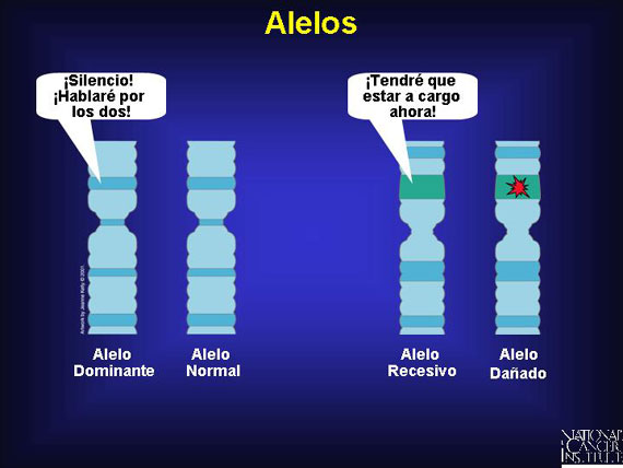 Alelos