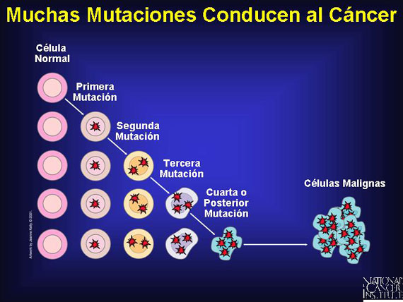 Muchas Mutaciones Conducen al Cáncer