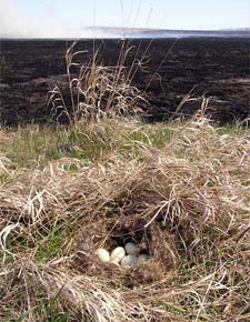 Mallard's nest with eggs near prescribed fire.