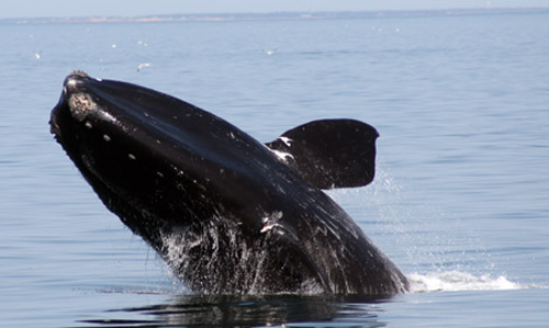 vessel strike, right whale, NOAA rule to slow down vessel in the vicinity of right whales