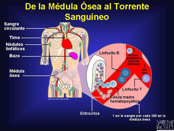 De la Médula Ósea al Torrente Sanguíneo