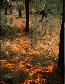 Firefighters igniting fire during burnout operations.