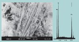 This SEM micrograph shows a pipe-insulation material identified as amosite asbestos. The long, narrow fibers are characteristic of amosite.