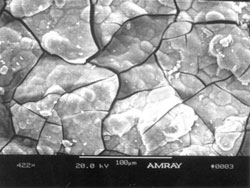 This SEM micrograph shows the cracking typical of alkali-silica reactions. The cracking is likely due to the loss of moisture after the sample was removed from the deck and during sample preparation in the lab.