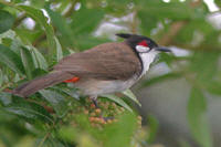 Red-whiskered bulbul