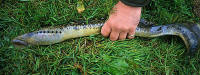 lamprey laying in the grass being held down by a hand
