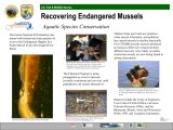 Recovering Endangered Mussels Poster (pdf)