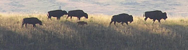 Bison herd on sage terrace.