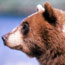 Grizzly bear head in profile
