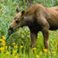 A moose calf browsing in a meadow.