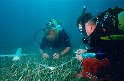 EPA divers, Jed Campbell and Dan Cooke, collecting sea grass samples for an ocean survey off the coast of St. Croix.