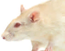 Photo of a white lab rat.