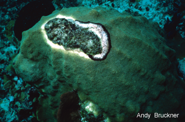 Coral with yellow band disease and black band disease