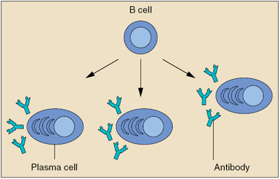 B cells mature into plasma cells that produce antibodies.