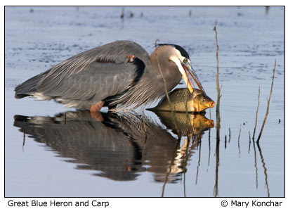 heron and carp