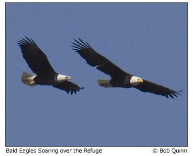 soaring eagles