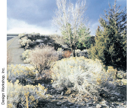 The Nevada master plan encourages the use of native plant species, such as those shown here, as the revegetative palette, but also adds regionally adapted trees, shrubs, and other materials for diversity.