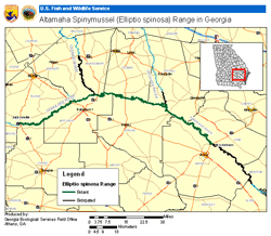 Altamaha spinymussel Range in Georgia