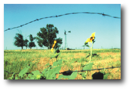 Photo showing Rangeland in Kit Carson County, Colorado.