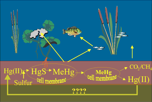 Mercury contamination figure