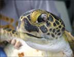 photo of left side of captured green turtle's head