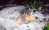 sea turtle in sand image